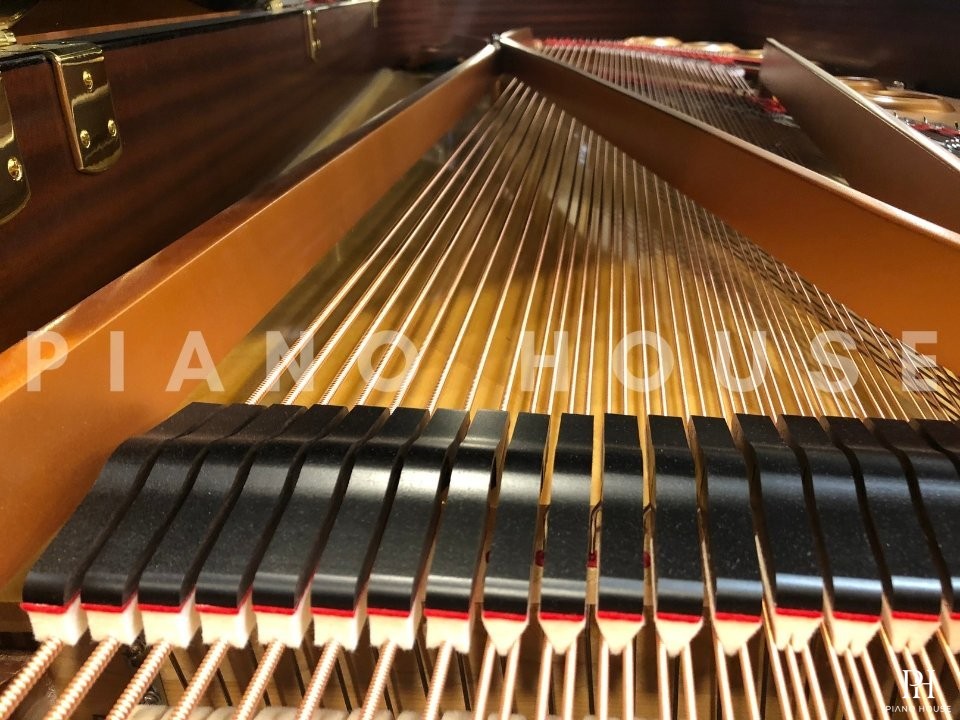 YAMAHA CFX (Next Generation)